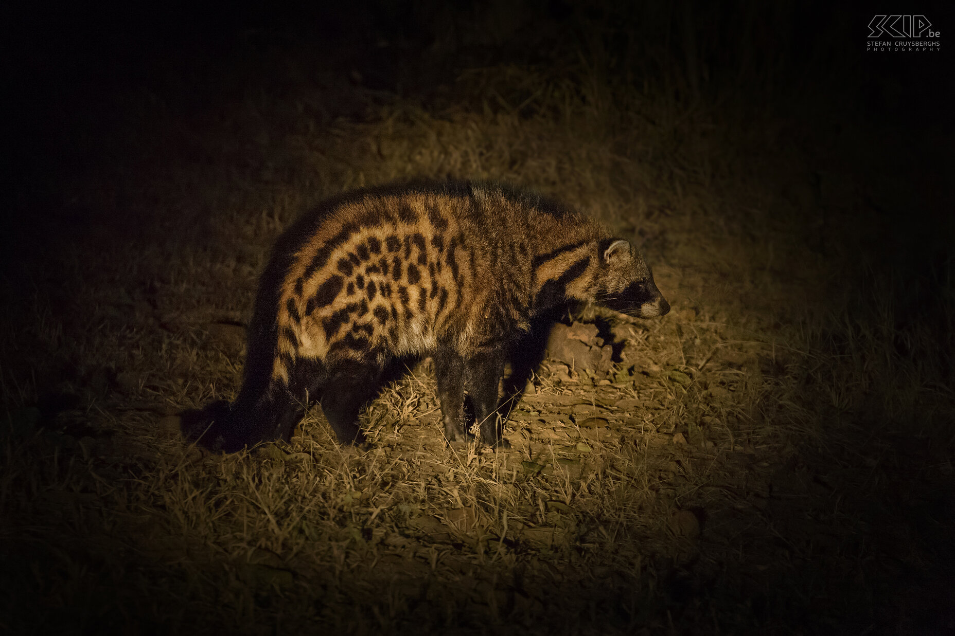 South Luangwa - Civet During the night drive we also encountered a African civet (Civettictis civetta). The civet lives solitary and is primarily nocturnal. It is an omnivorous generalist, taking small vertebrates, invertebrates, eggs and also some plants and fruits.During the night drive we also encountered a African civet (Civettictis civetta). The civet lives solitary and is primarily nocturnal. It is an omnivorous generalist, taking small vertebrates, invertebrates, eggs and also some plants and fruits. Stefan Cruysberghs